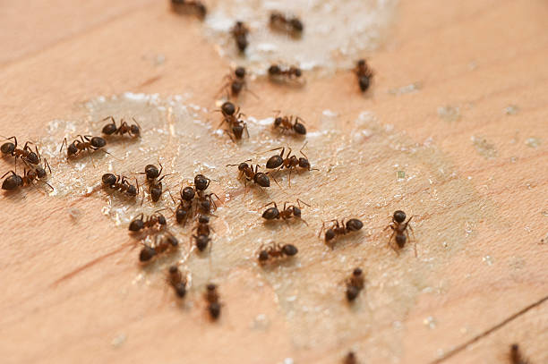 Cambridge, WI Pest Control Company